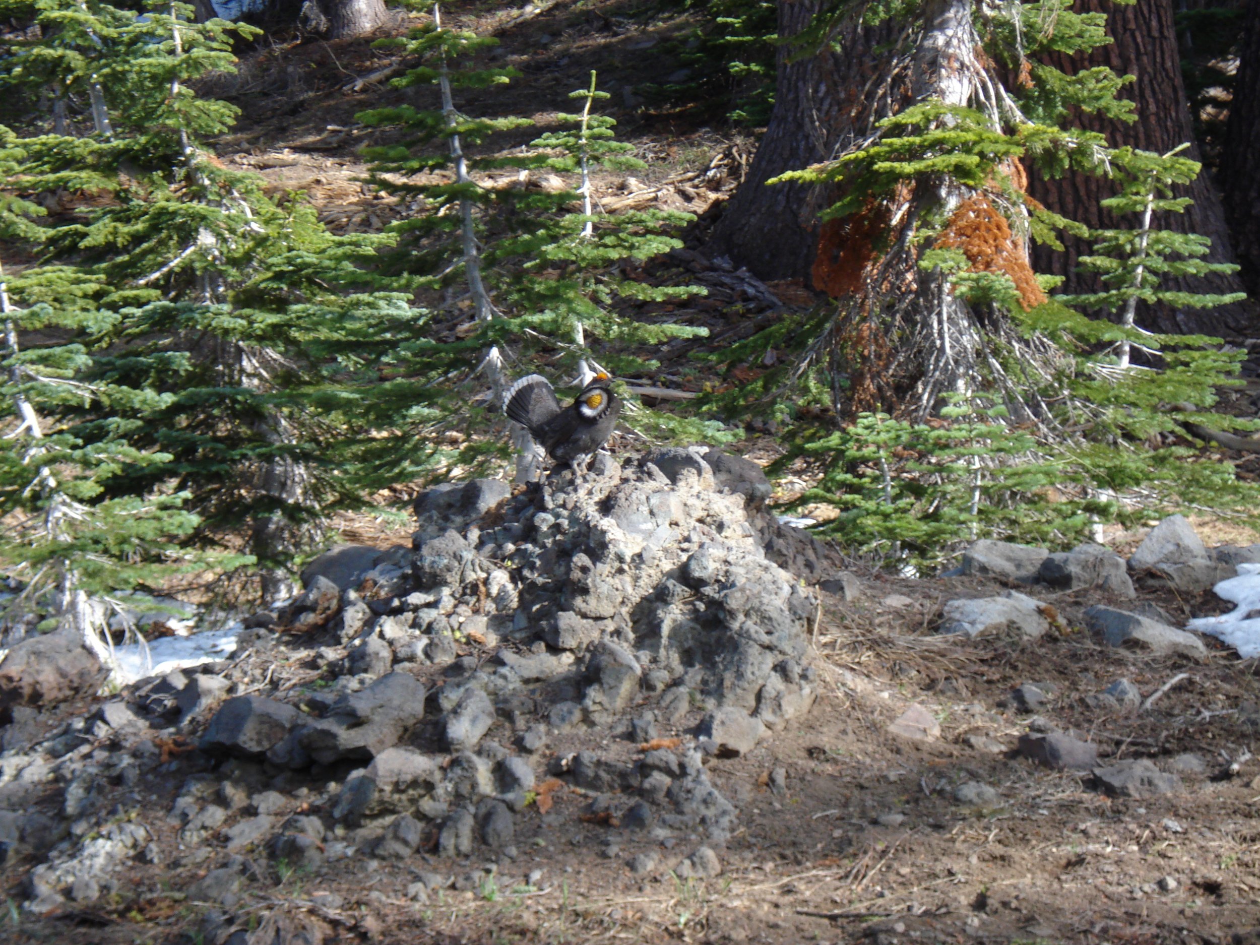 male grouse 5.jpg