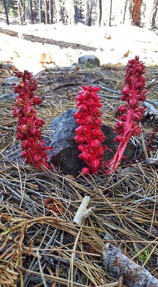 Snow Plant 2.jpg