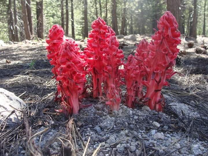 Snow Plant(1).jpg