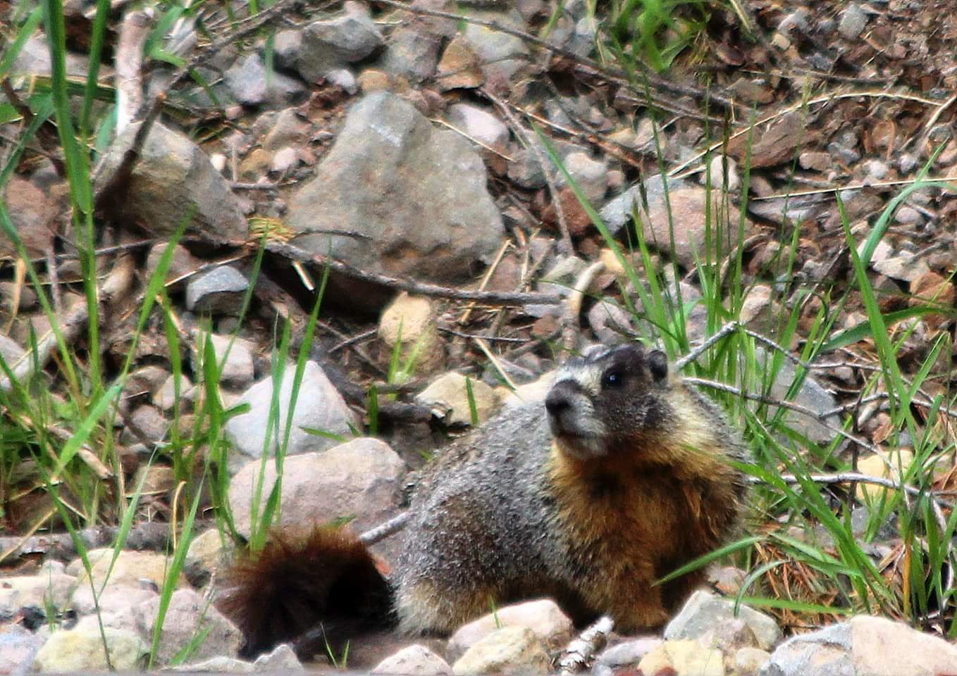 Yellow bellied marmot(2).jpg