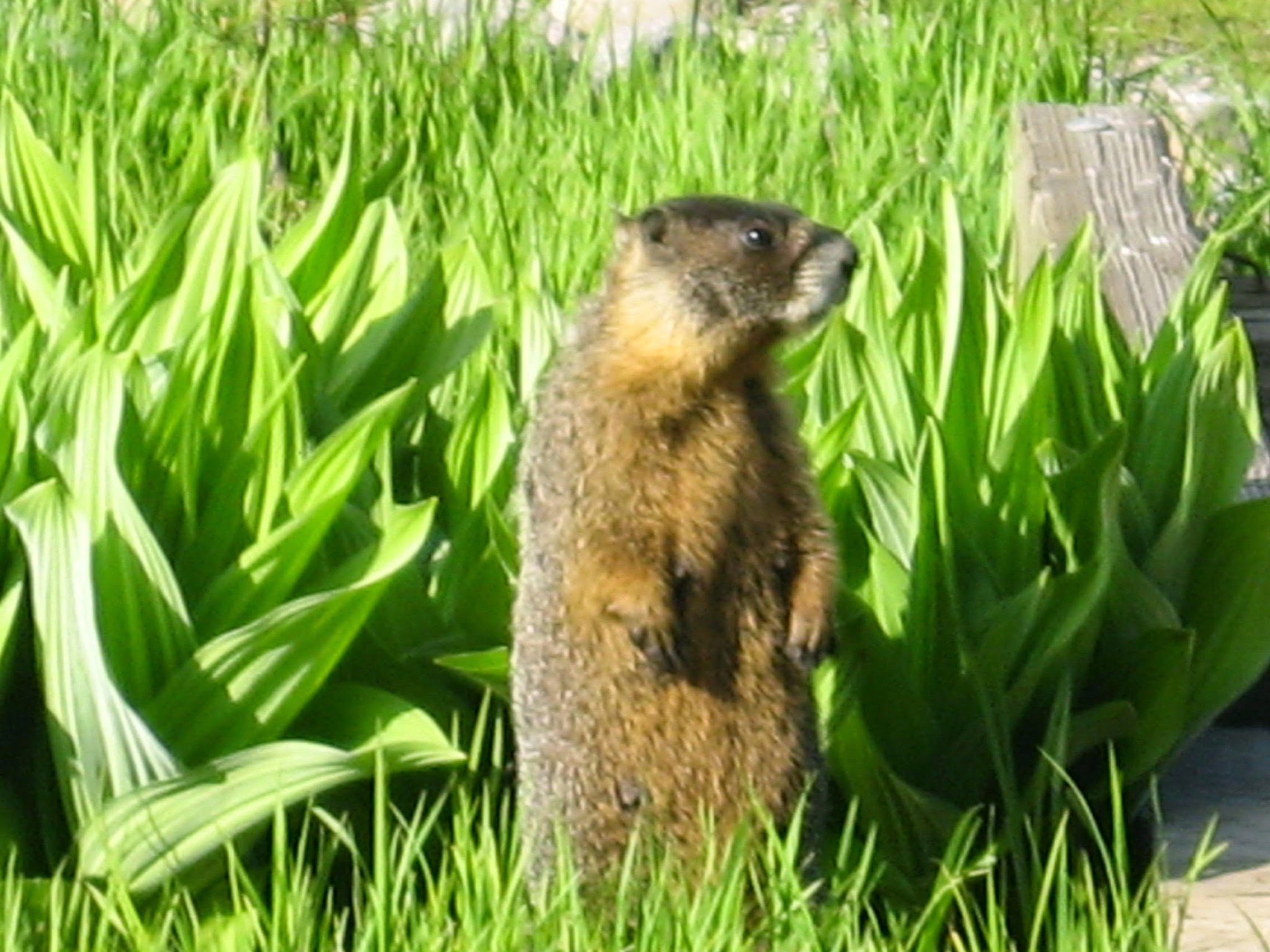 Yellow bellied marmot.JPG