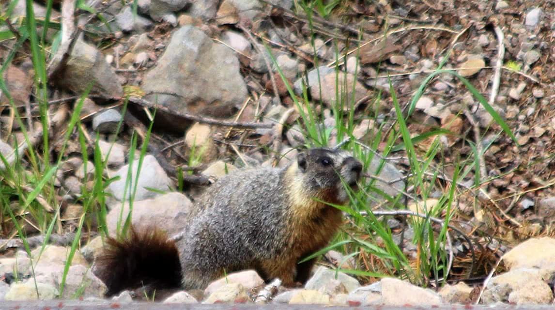 Yellow bellied marmot1.jpg
