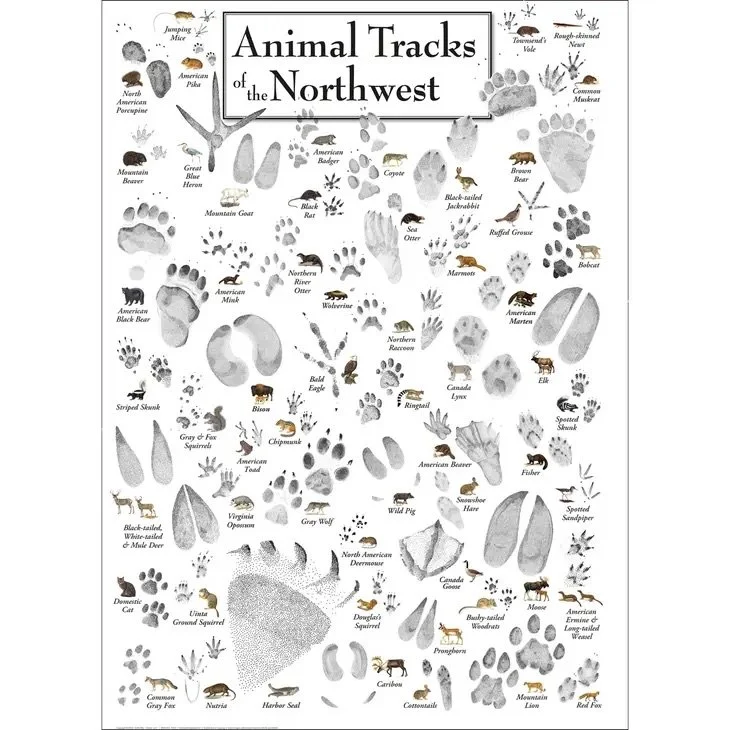 Animal Tracks of the Northwest Poster — Lassen Association