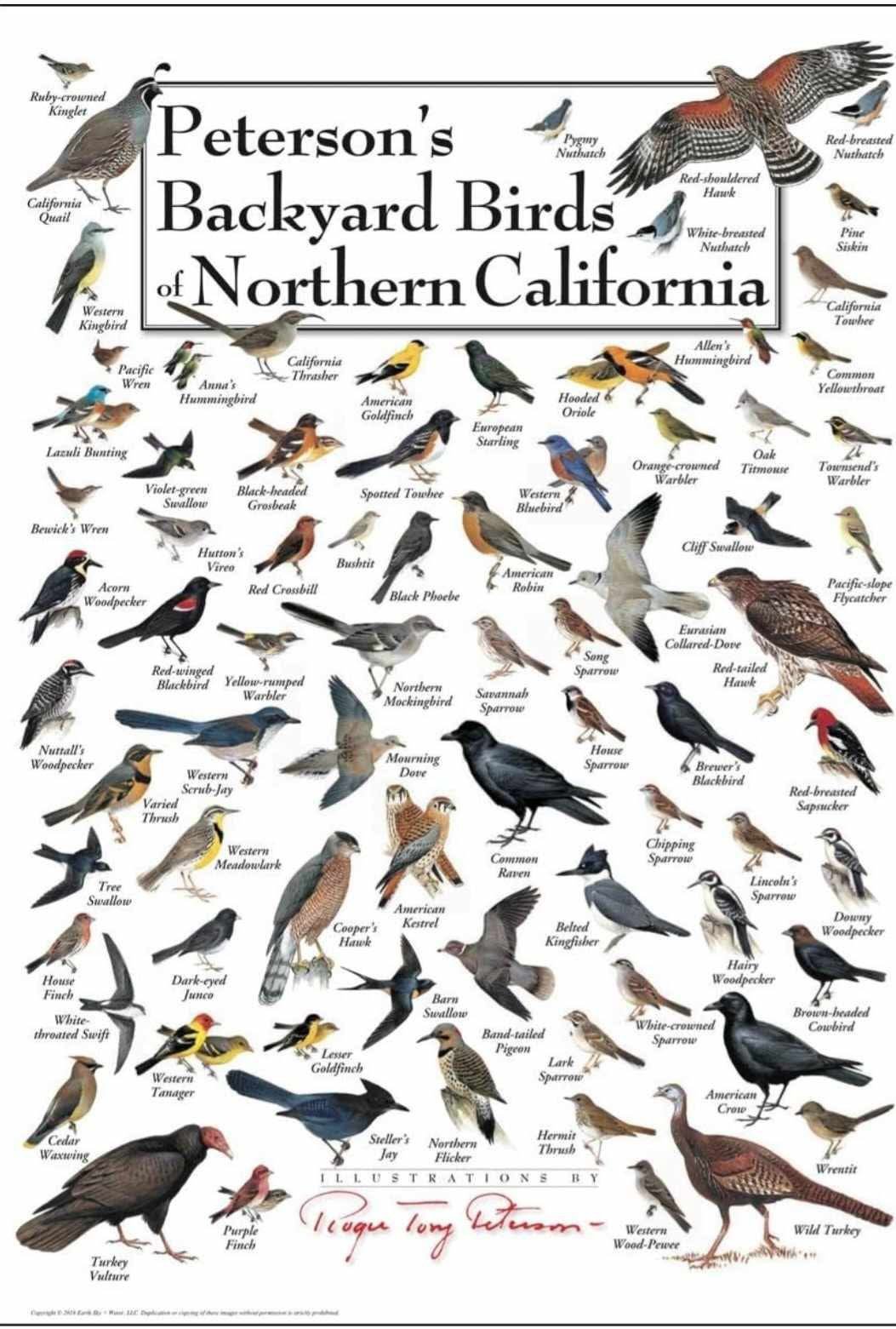Peterson's Backyard Birds of Northern California Poster