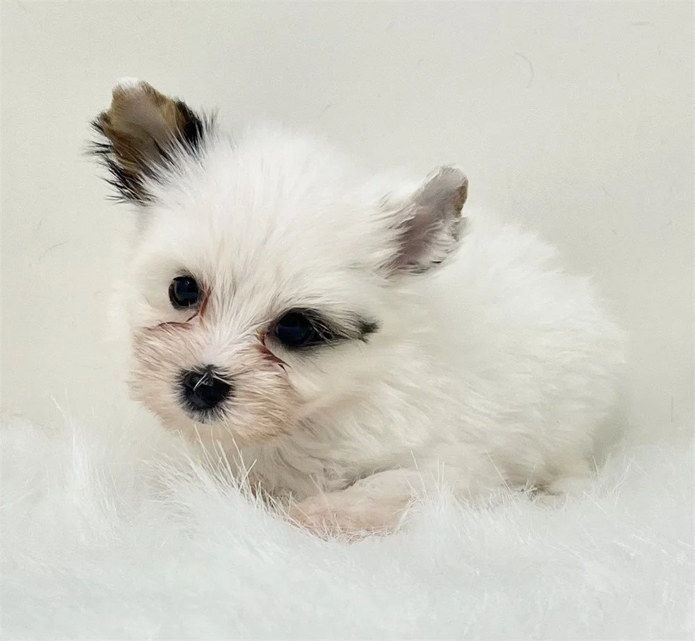 BIEWER YORKIE TEACUP/POCKETBOOK FEMALE JONAH $5,950.00 #1828-8