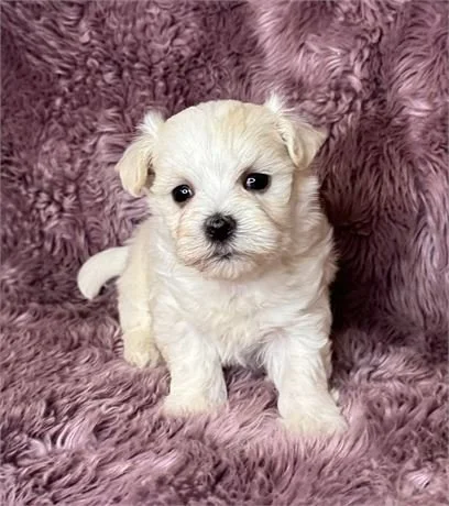 MELONY TINY TOY  FEMALE MALTESE PUPPY     $2,950.00   #127