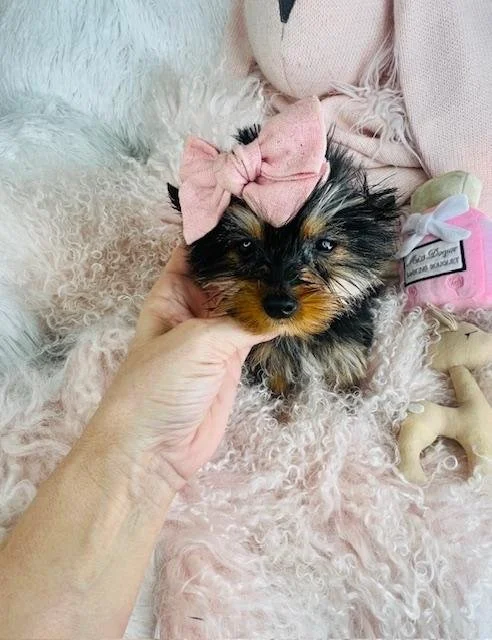 GEM   FEMALE PUPPY  TEACUP  $2,550.00   #1221