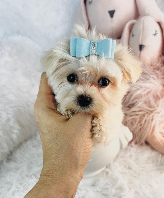 TEACUP/TINY TOY MORKIE DANE MALE $3,050.00 #114544-2
