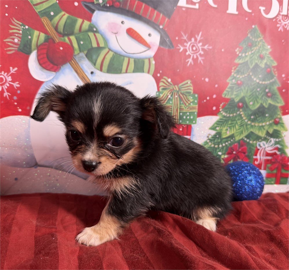 CHIHUAHUA    FEMALE  CRYSTAL    $3,950.00   #123-3
