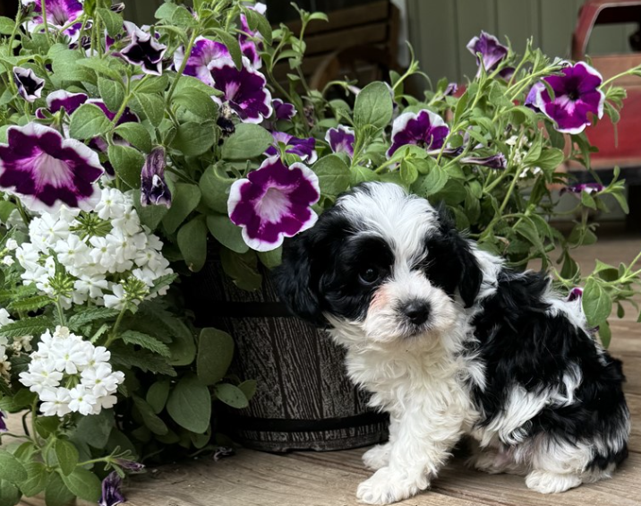 DARK  MALE    YORKIEPOO    $3,050.00      #141