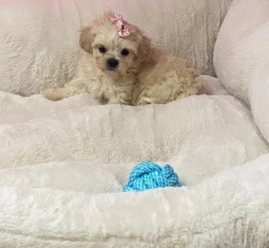 DIVA TINY TOY SHIH POO FEMALE $2,950.00 #1274477-7