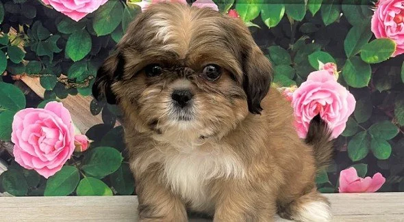 Shih Tzu Puppies for Sale