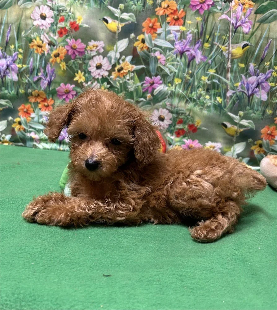 TEACUP/POCKETBOOK FEMALE POODLE PANZY $3,950.00 #178784-7