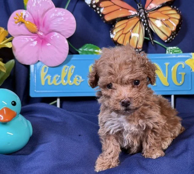 MALE POODLE  POMPOM   $3,950.00  #17   SOLD