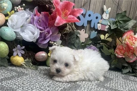 MOSES  MALE   $3,950.00     #1475