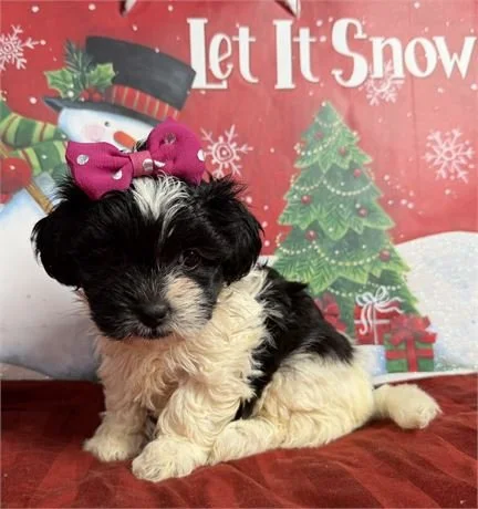 TEDDY BEAR ZUCHON   DANAIS  FEMALE    $2,250.00   #1584-6