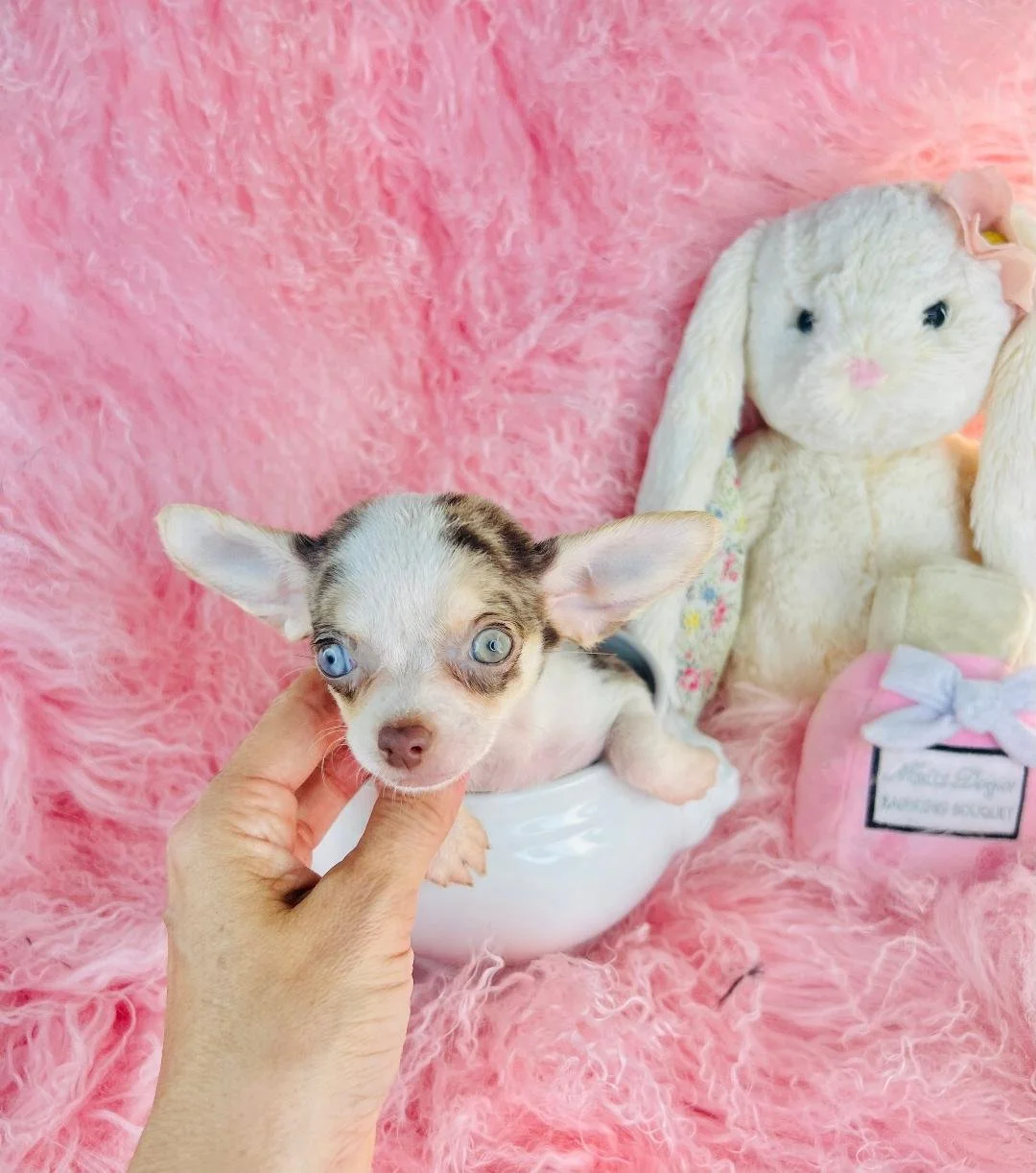 CHIHUAHUA  FEMALE  TEACUP  CANDYS     $4,550.00    #158