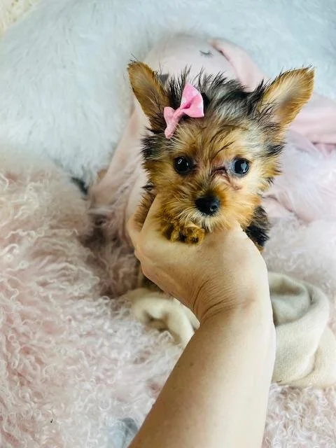 YORKIE  TEACUP FEMALE YUDE    $4,950.00   #122