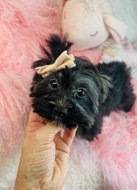 FANNY    YORKSHIRE TERRIER  $2,550.00    #14554-4
