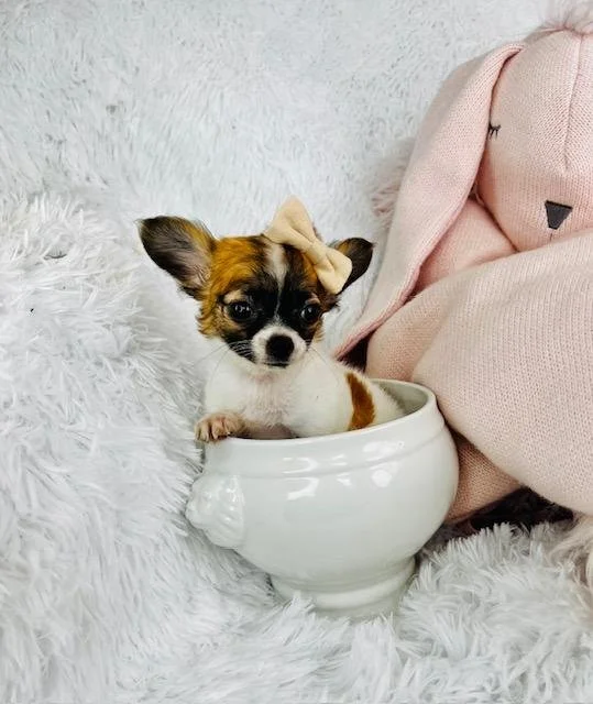 Cup For Sale Chihuahuanull
