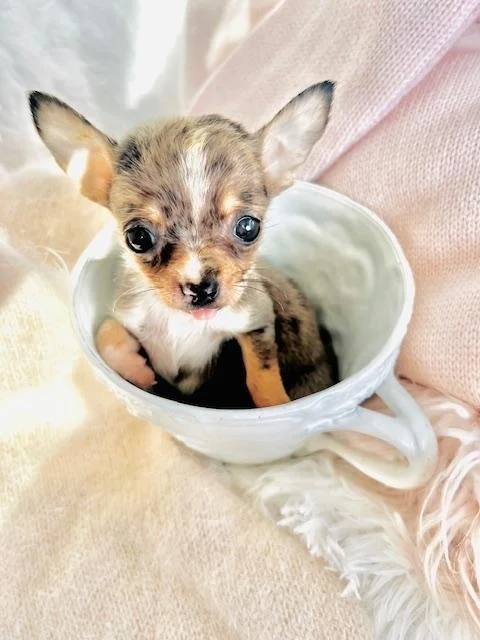 CHIHUAHUA FEMALE TEACUP/POCKETBOOK CARAMEL $5,950.00 #187844-7