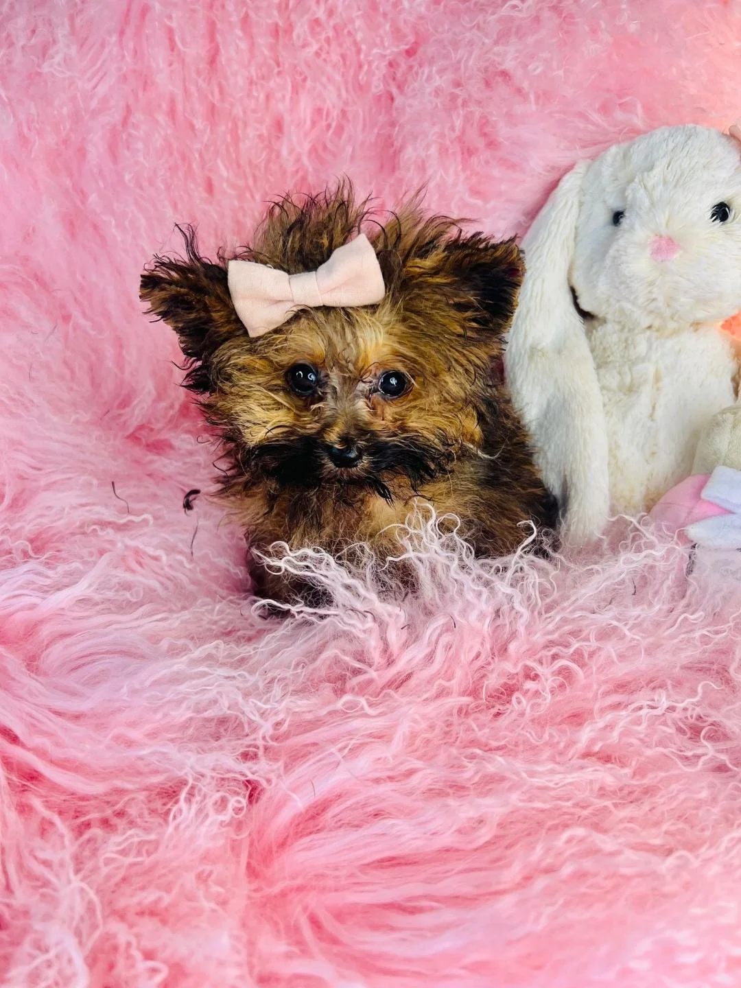 MITCHA  POMAPOO TEACUP/POCKETBOOK    FEMALE   $3,550.00   #1787