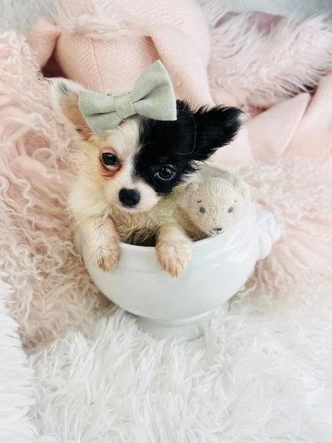CHIHUAHUA  MALE  TEACUP    DOG  CHRIS    $4,550.00    #117787-7