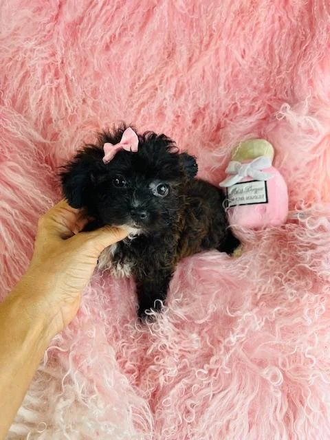 GOLDIE     FEMALE  YORKIEPOO     $3,050.00   #1777