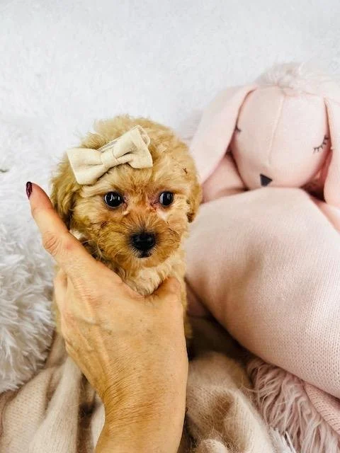 TEACUP/TINY TOY FEMALE PRECIOUS $3,050.00 #1287-4