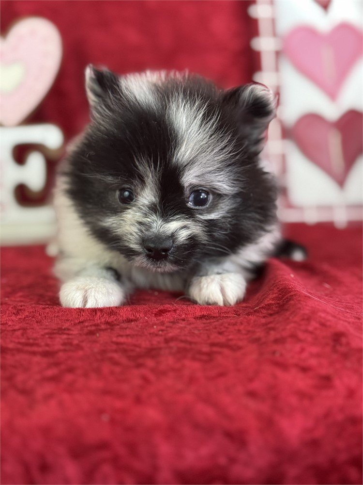 POMERANIAN  POM BABY  MALE   $3,250.00  #187
