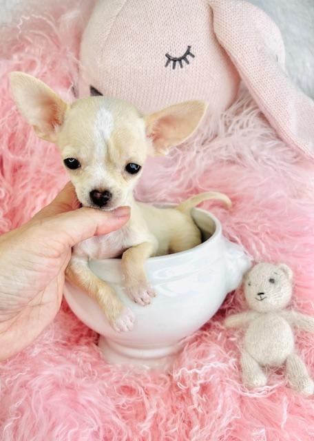 CHIHUAHUA  MALE  TEACUP/POCKETBOOK  DOG  CYRUS      $5,550.00      #1285-5