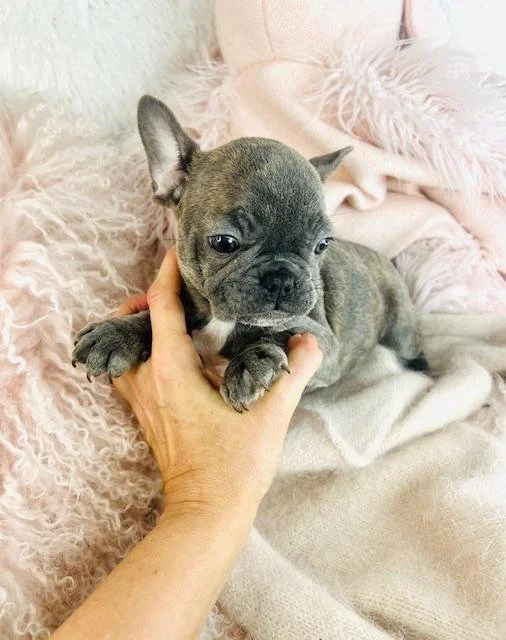 MINI FRENCHIE  FEMALE  FANNY   $2,550.00   #1785-2