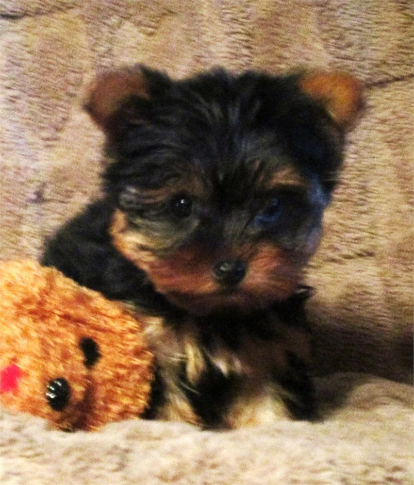 YORKIE TEACUP  MALE     JONNY  $4,550.00   #1852-5