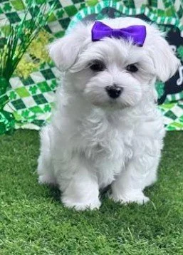 MALTESE PUPPY   FEMALE   MAGGIE   $3,950.00   #11425-7