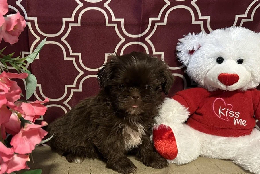 SHIH TZU PUPPIES FOR SALE   FEMALE   SHUGY    $2,950.00   #178