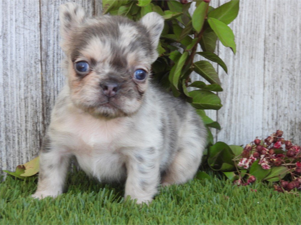 MINI FLUFFY FRENCH BULLDOG FEMALE FIBI $4,550.00 #1117874-7