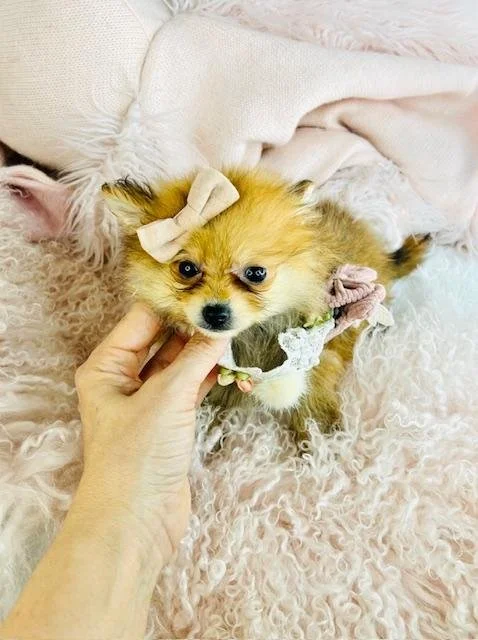 POK    $2,550.00    #T11201-7