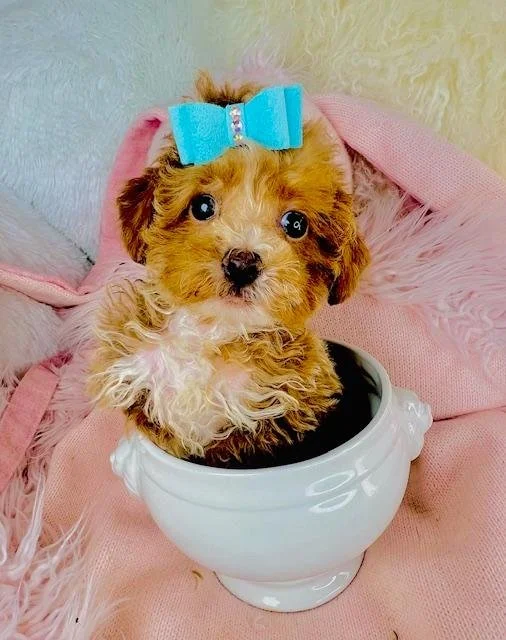 TEACUP POODLE MALE PUPPY PIN $4,550.00 #1778-7