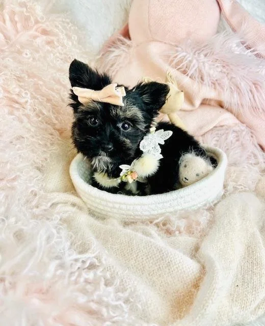 small yorkies for sale.jpg