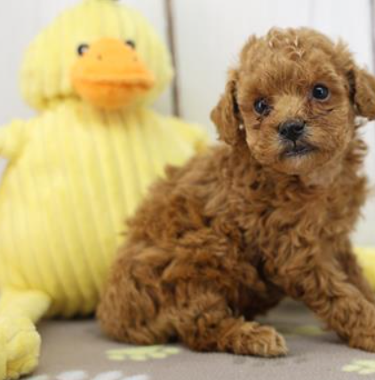 PENN    MALE  MINI POODLE DOG     $3,550.00      #111