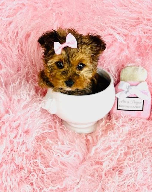 JESSICA  FEMALE    YORKIES   $3,950.00   #1783