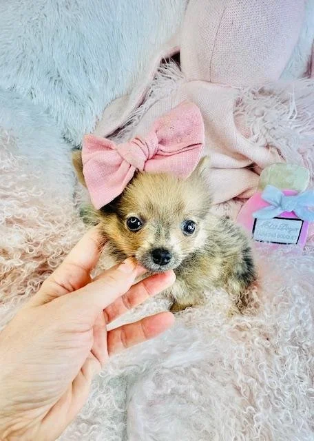 teacup pomeranian puppies for sale.jpg