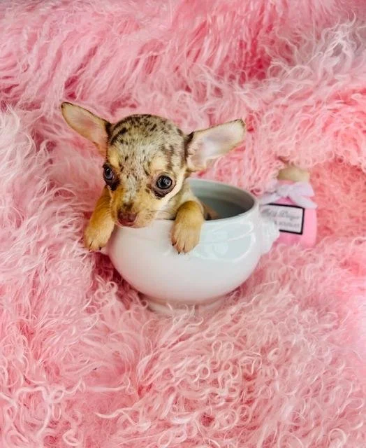 DEBRA    CHIWEENIE   CHIHUAHUA/DOXIE  FEMALE   $3,550.00   #1787