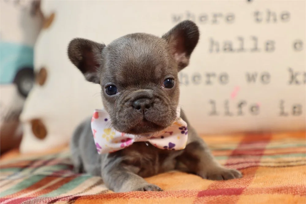 MINI FRENCHIE  MALE  FRED   $3,950.00   #17454-4