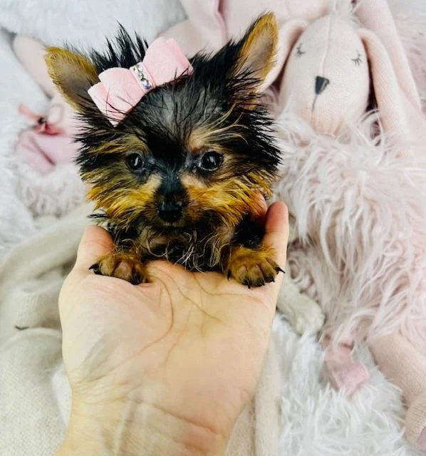 yorkie-pocket size.jpg