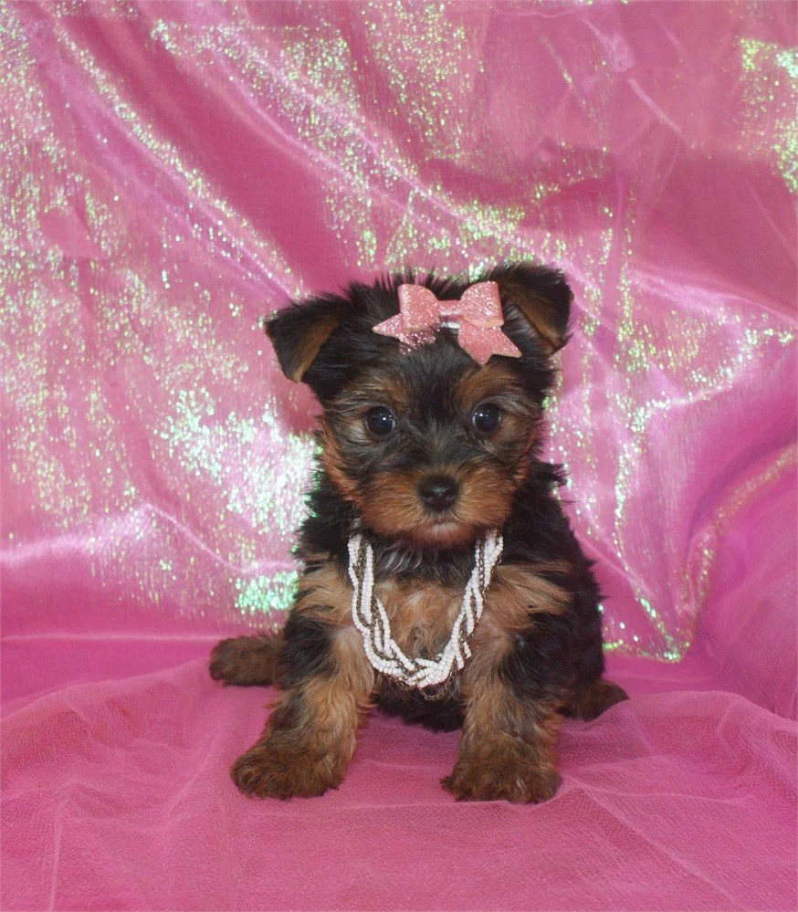 JONALY     FEMALE PUPPY   $3,550.00   #181