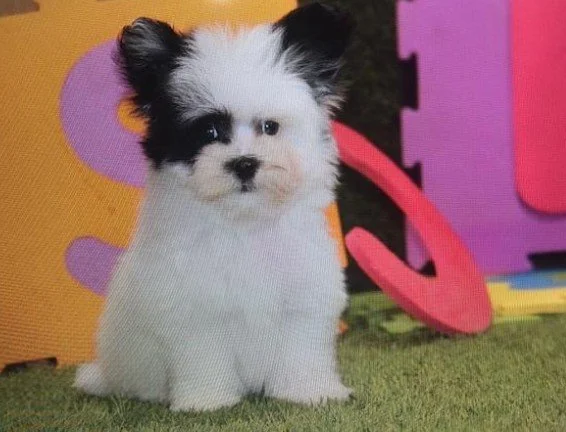 MALTIPOM MALTESE & POMERANIAN MIX MALE $3,050.00 #1744-4