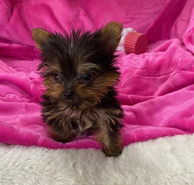 JERA FEMALE TEACUP/POCKETBOOK YORKIE PUPPY FOR SALE $5,950.00 #14787-7