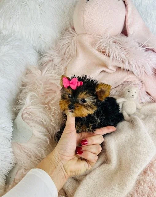 JANETSY  TEACUP  $4,950.00   #17285-8