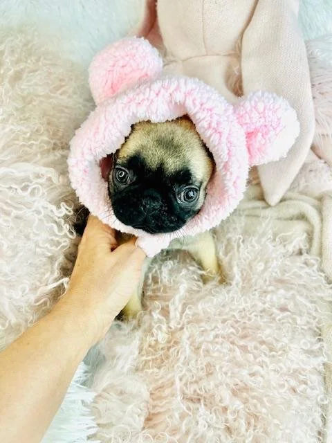 pug puppies from breeders.jpg